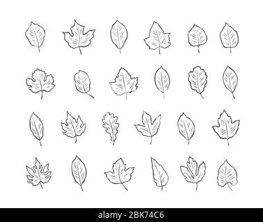 Leaves Set-Skizze. Umwelt, Natur Vektor Illustration Stock Vektor