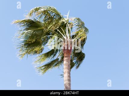 Washingtonia robusta, eine Palme, die im Westen von Sonora und Baja California Sur im Nordwesten Mexikos beheimatet ist. Stockfoto