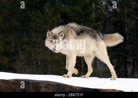 Wolf Canus lupus Minnesota N.America Januar Stockfoto