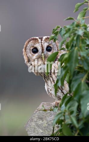 Waldkauz Strix Aluco auf Fußweg Schild Glos UK (gesteuert) Stockfoto