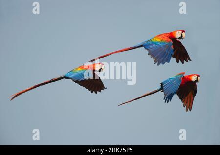 Scharlachrote Aras Ara Macao Tambopata, Amazonas-Regenwald Peru Stockfoto