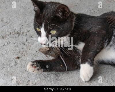 Junge Katze jagt und fängt Maus. Tiernahrungskette, Felis catus, Microtus arvalis Stockfoto