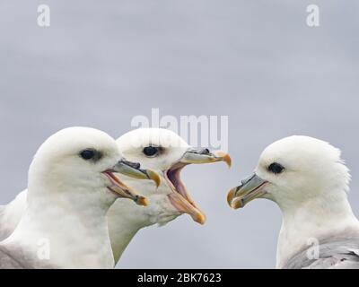 Nördlicher Fulmar, Fulmarus glacialis Gruppe Zanken auf Klippe Shetland Schottland Sommer Stockfoto