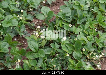 Garten Erdbeerbusch mit Blumen im Garten Stockfoto