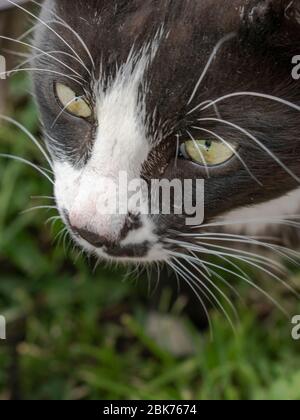 Junges Katzenmännchen Gesicht, Nahaufnahme, Fellis catus Stockfoto