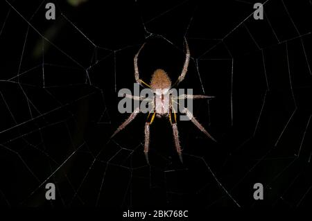 Orb weben Spinne SP. Araneida SP. Amazon Rainforest Iquitos Peru Stockfoto