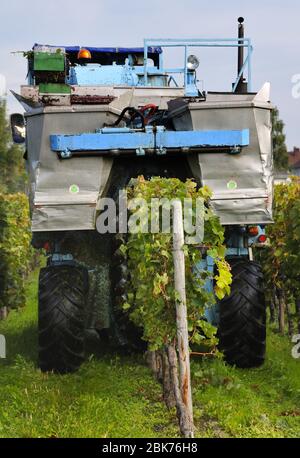 Mechanische Erntemaschinen in einem Weinberg in Bad Dürkheim, Rheinland-Pfalz, Deutschland, Europa Stockfoto