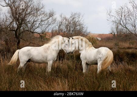 Camargue Weiße Pferde Hengste Camargue Frankreich Stockfoto