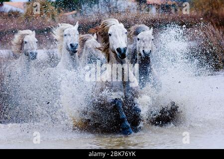 Camargue Weiße Pferde, Camargue, Provence, Frankreich Stockfoto