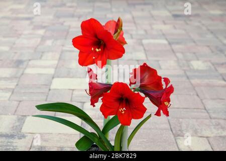 Amaryllis; 4 Blüten pro Stamm; Zwiebeln; große rote Blüten; Natur; auffällig; subtropisch; trompetenförmige, lange grüne Blätter, Florida; Frühling Stockfoto