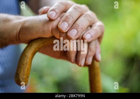 Nahaufnahme der Hände des älteren Mannes auf einem hölzernen Gehstock. Selektiver Fokus auf Finger. Stockfoto