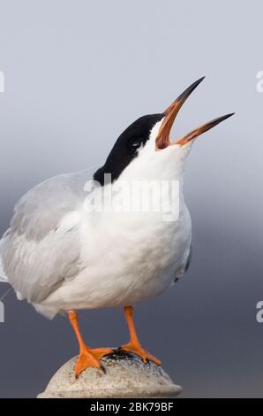 Forster's Tern Sterna forsteri Erwachsene Zucht Bolsa Chica Kalifornien USA Stockfoto