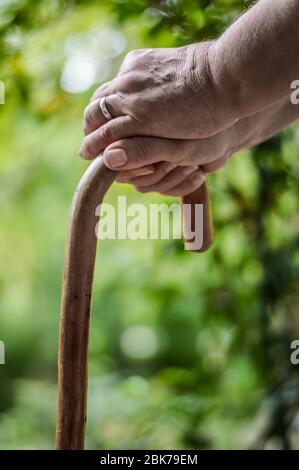 Nahaufnahme der Hände älterer Frau auf einem hölzernen Gehstock. Selektiver Fokus auf Finger. Stockfoto