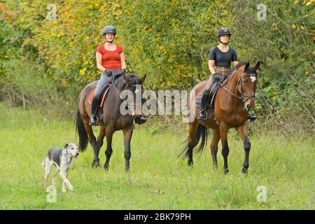 Hacking mit einem Hund im Herbst Stockfoto