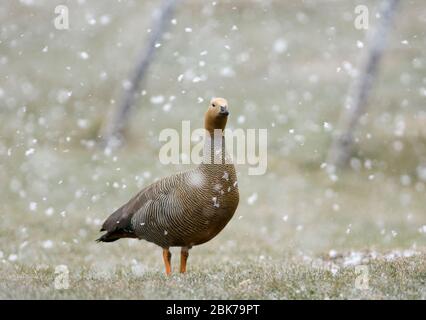 Roddy-headed Goose Chloephaga rukidiceps Erwachsene Sea Lion Island Falklands November Stockfoto