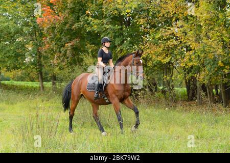 Reiter auf dem Rücken eines Westfalenpferdes, der an einem warmen Autunn-Tag hackt Stockfoto