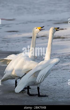 Singschwäne Cygnus cygnus Paar, das Hokkaido Japan nennt Stockfoto