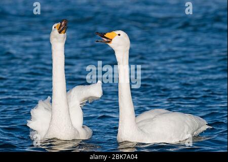 Whooper Schwäne Cygnus Cygnus paar Balz Verklebung anzeigen Hokkaido Japan winter Stockfoto