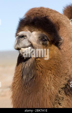 Domestizierte Baktrianer Kamel Camelus batrianus Zucht Männchen in Stift auf Nomaden Ger Camp Khongoryn Els Sanddünen in südlichen Gobi Wüste Mongolei Winter Stockfoto