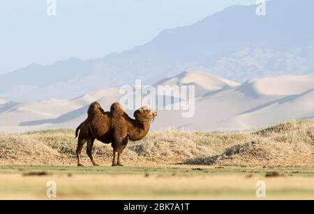 Domestiziert baktrischen Kamel Camelus Batrianus am Fuße des Khongoryn Els Sanddünen im südlichen Mongolei Wüste Gobi winter Stockfoto