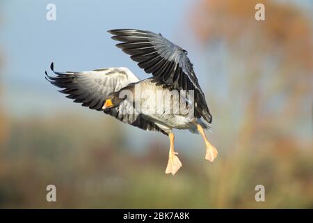 Graugans Gans Anser Anser hereinkommen Caerlaverock Schottland zu landen Stockfoto