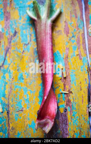 Frischer rosa Rhabarber auf Hintergrund Stockfoto