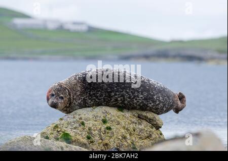Gemeinsame oder Hafen-Siegel Phoca vitulina Lerwick Shetland Juni Stockfoto