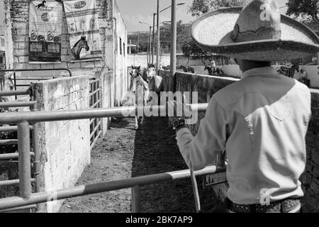 Mexikanischer Cowboy hütet wilde Pferde, um an einer Charreria teilzunehmen. Charrerias sind das mexikanische Äquivalent von Rodeos. Für drei Tage die Particip Stockfoto