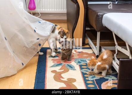 Schöne dreifarbige Katze Mutter und Kätzchen (gestromt und rot und weiß) spielen im Zimmer Stockfoto