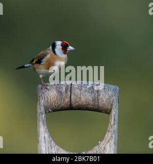 Ein Goldfink (Carduelis carduelis) auf einem Gartenspatgriff in Großbritannien Stockfoto