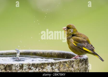 Ein männlicher Grünfink (Carduelis chloris), der in Großbritannien Wasser trinkt Stockfoto