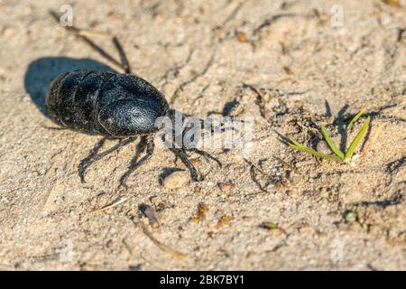 Makrofoto eines Schwarzkäfer (Meloe proscarabaeus) auf sandigen Böden Stockfoto