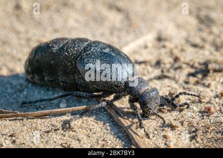 Makrofoto eines Schwarzkäfer (Meloe proscarabaeus) auf sandigen Böden Stockfoto