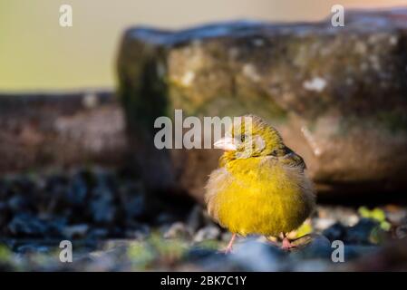 Eine männliche Grünfink (Zuchtjahr Chloris) im Vereinigten Königreich Stockfoto
