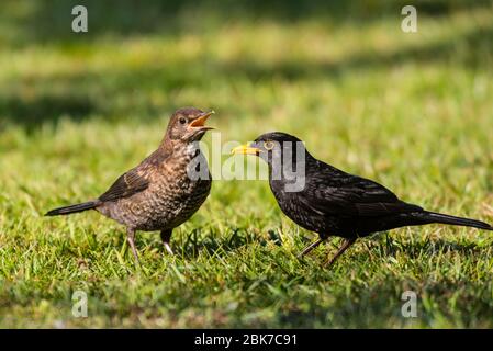 Ein männlicher Schwarzvogel füttert seine Jungen auf Rasen (Turdus merula) in Großbritannien Stockfoto