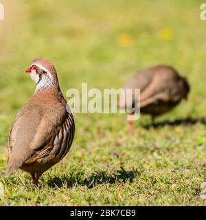 Ein Paar Rotbeins oder Französisch Partridge (Alectoris rufa) in Großbritannien Stockfoto