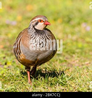 Ein rotbeinige oder Französisch Partridge (Alectoris Rufa) im Vereinigten Königreich Stockfoto