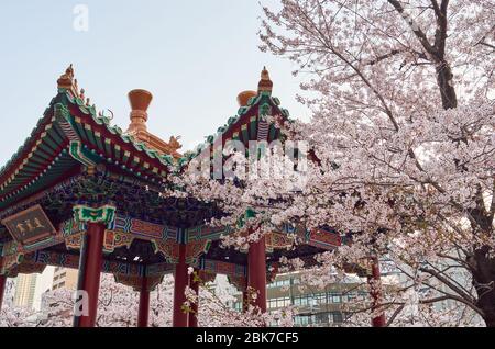 Der Kirschblütenpark des Ikutagawa River liegt neben dem JR Shin-Kobe Bahnhof in Kobe, Japan Stockfoto