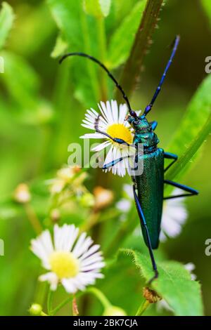 Barbellmuschkäfer (Aromia moschata) auf den Blüten der Apotheke Kamille Nahaufnahme Stockfoto