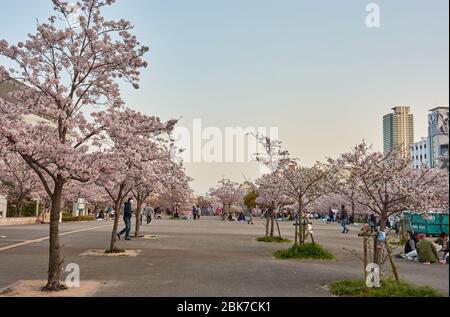 Kobe / Japan - 31. März 2018: Der Kirschblütenpark des Ikutagawa River neben dem JR Shin-Kobe Bahnhof in Kobe, Japan Stockfoto