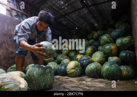 Kathmandu, Nepal. Mai 2020. Während des Internationalen Tages der Arbeiter oder des Tages der Arbeit lädt ein Arbeiter Kürbisse aus einem LKW auf einem Gemüsemarkt während des Corona-Virus-Blockierens in Kathmandu, Nepal am 1. Mai 2020. (Foto von Subash Shrestha/Pacific Press/Sipa USA) Quelle: SIPA USA/Alamy Live News Stockfoto