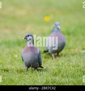 Ein Paar Stock Doves (Columba oenas) in einem britischen Garten Stockfoto