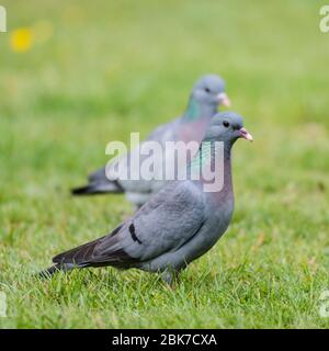 Ein Paar Stock Doves (Columba oenas) in einem britischen Garten Stockfoto