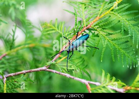 Der Barbensmuckkäfer (Aromia moschata) auf dem Ast des Nadelbaums thuja aus der Nähe Stockfoto