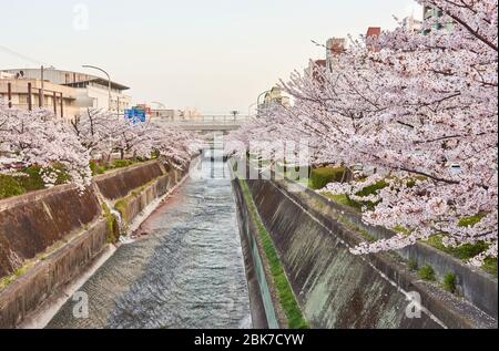 Der Kirschblütenpark des Ikutagawa River liegt neben dem JR Shin-Kobe Bahnhof in Kobe, Japan Stockfoto