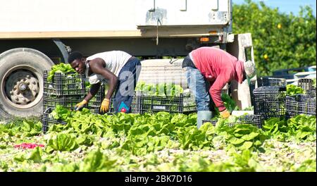 Murcia, Spanien, 2. Mai 2020: Bauern während der Sperrung des Coronavirus. Landwirte oder Landarbeiter, die während der Ernte von Salat in landwirtschaftlichen Plantagen Stockfoto