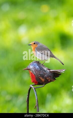 Robin thronte auf einem Metallkäutchen Gartenschmuck. Stockfoto