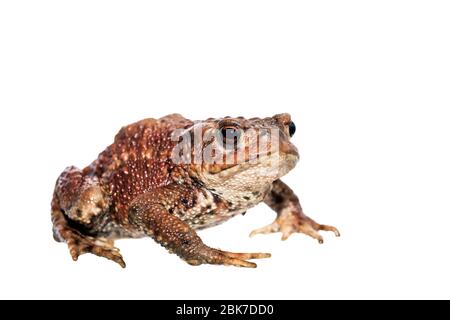 Isoliertes Bild auf Augenhöhe vor weißem Hintergrund der Kröte Bufo bufo. Stockfoto