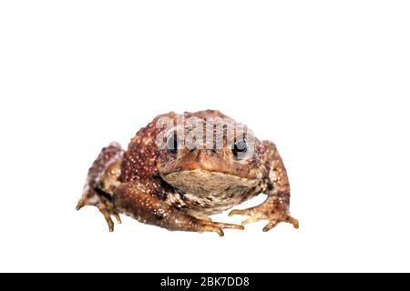Isoliertes Bild auf Augenhöhe vor weißem Hintergrund der Kröte Bufo bufo. Stockfoto