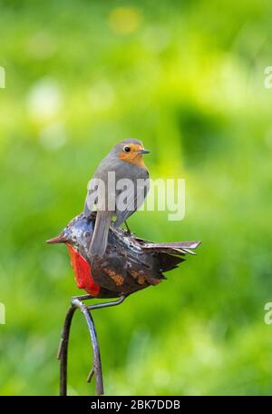 Robin thronte auf einem Metallkäutchen Gartenschmuck. Stockfoto